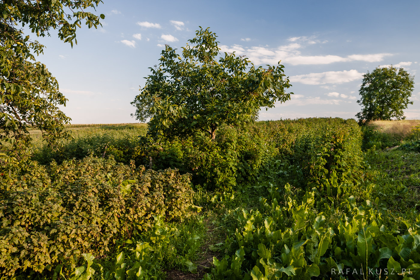 064 Majdan Nowy 0716