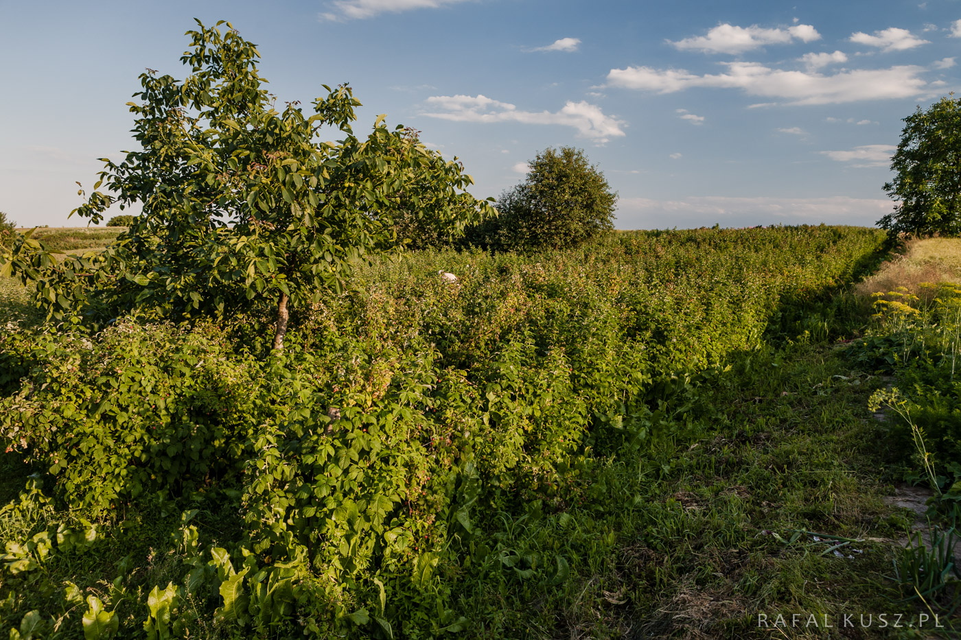 075 Majdan Nowy 0716