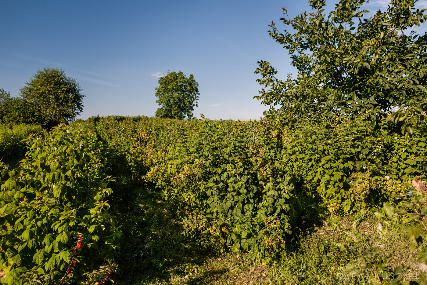 120 Majdan Nowy 0716